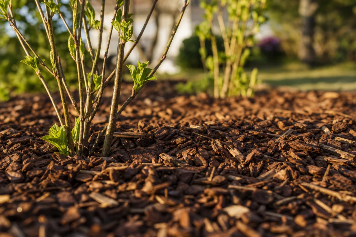 Paillis d&rsquo;écorces de pin étalé au pied d&rsquo;arbustes dans un massif de jardin, lumière douce de fin de journée