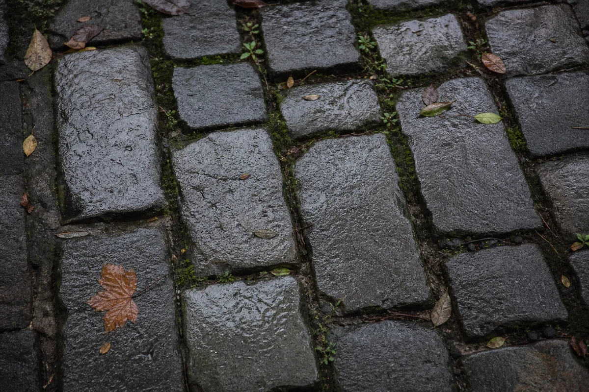 Pavés en pierre naturelle mouillés après pluie, joints avec un léger voile de mousse